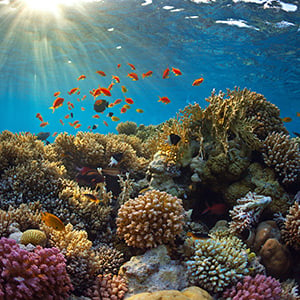 Coral-Reef-Safe-Sunscreen