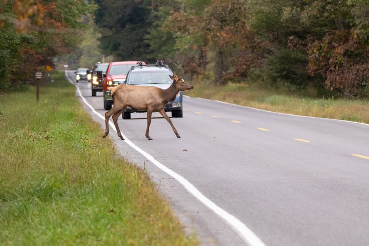Cow elk crossing the road