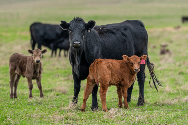 Cows_RegenerativeAG-600x400