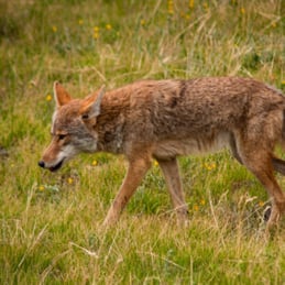 Coyote in Colorado Vail