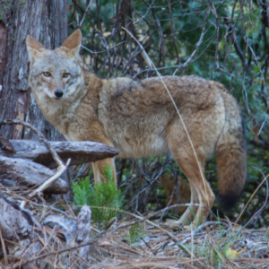 Coyote-CN-WEB-300x300