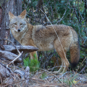 The Coyote in Native American Tales