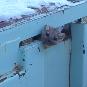 Curious-Nature-Pine-Marten-300x300