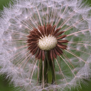 Curious-Nature-Walking-Mountains-Seeds-300x300-2