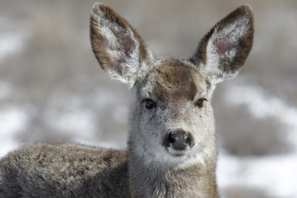 Curious-young-female-mule-deer-finds-food-during-winter-in-Colorado-600x400