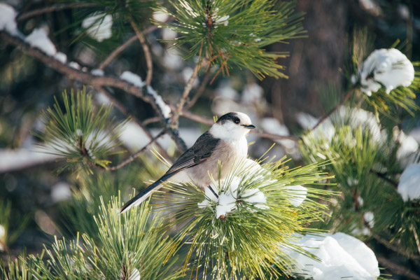 Cute-little-Gray-Jay-600x400