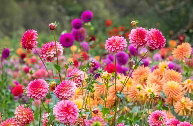 Dahlia