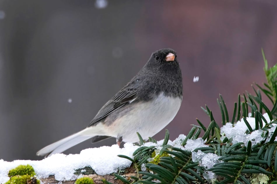 Dark eyed junco