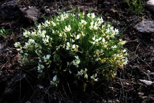 DeBeque milkvetch Colorado Endangered Species Plant
