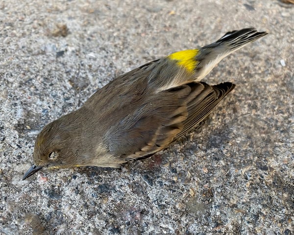 DeadWarbler