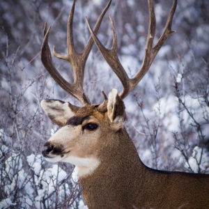 Deer Buck in Eagle County Colorado