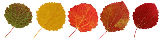 DifferentFallLeafColors