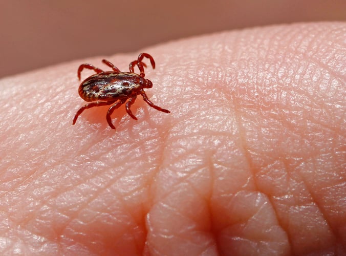 Dog Tick on Human Hand