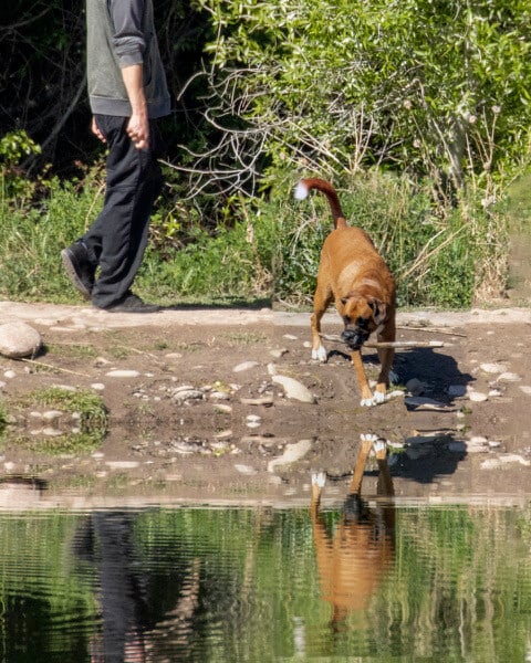 DogOffLeash