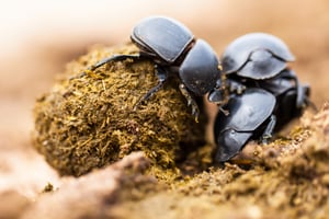 Dung Beetle