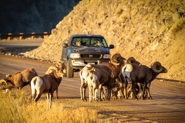 During-the-rut,-animals-often-travel-great-distances-and-cross-roadways,-particularly-at-dawn-and-dusk-600x400