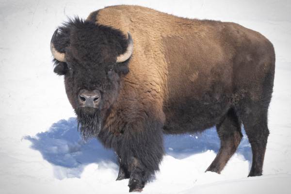 During-the-rut,-bison-have-an-incredible-level-of--aggresion-and-battles-are-often-violent-600x400