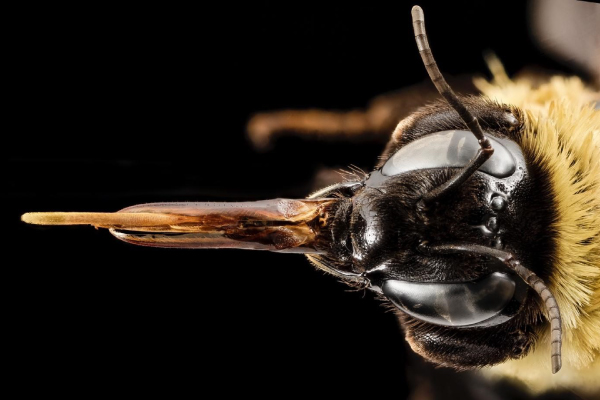 EVOM-El-abejorro-tiene-una-lengua-que-es-peluda-al-final,-buena-para-absorber-el-néctar-de-las-flores.-600x400