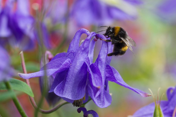 EVOM-Un-abejorro-taladra-agujeros-en-las-espuelas-de-flores-de-aguilena,-robando-nectar-y-saltandose-el-trabajo-de-polinizacion-600x400