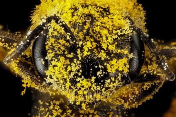 EVOM-Una-diminuta-abeja-sudorosa,-con-el-rostro-cubierto-de-polen-600x400