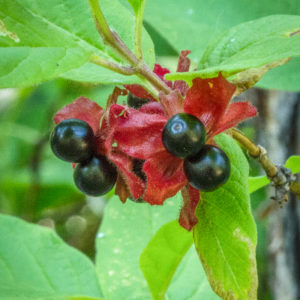 Edible Berries in Colorado
