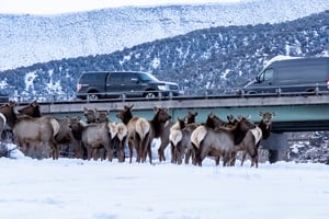 A herd of elk in Edwards Colorado