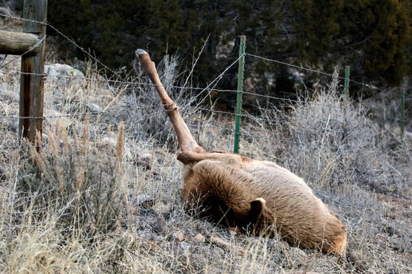 Elk Barbed Wire Fence 0095