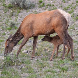 Elk Calving Colorado Trail Closure