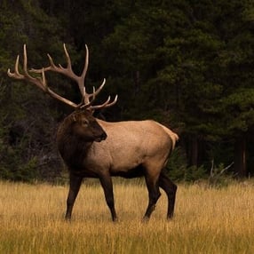 Elk