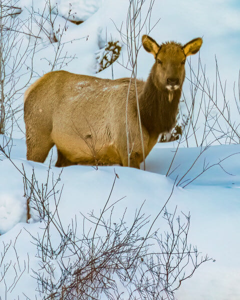 Elk003