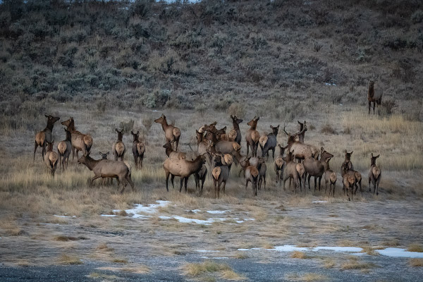 Elk005-600x400