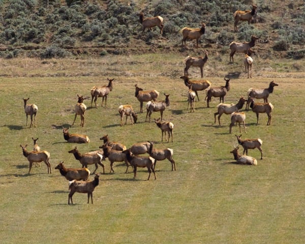 Elk01