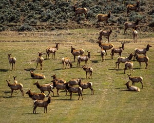 Elk Herd counting by helicopter
