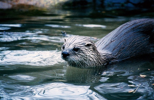 Elusive River Otter in Colorado