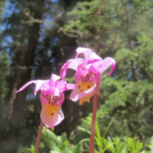 Fairy-Slipper-Walking-Mountains-Wildflower-Blog-300x300