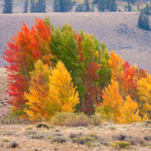 Fall Colors in Nature Colorado