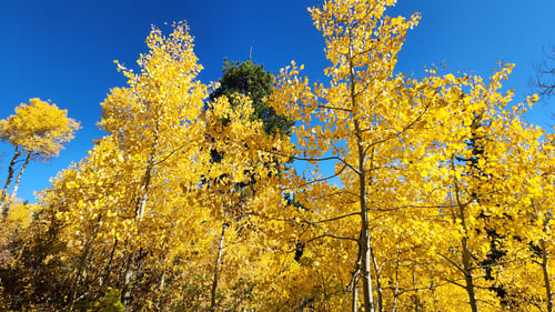 Fall Orange Leaves