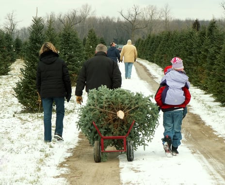 Family Cutting Xmas Tree