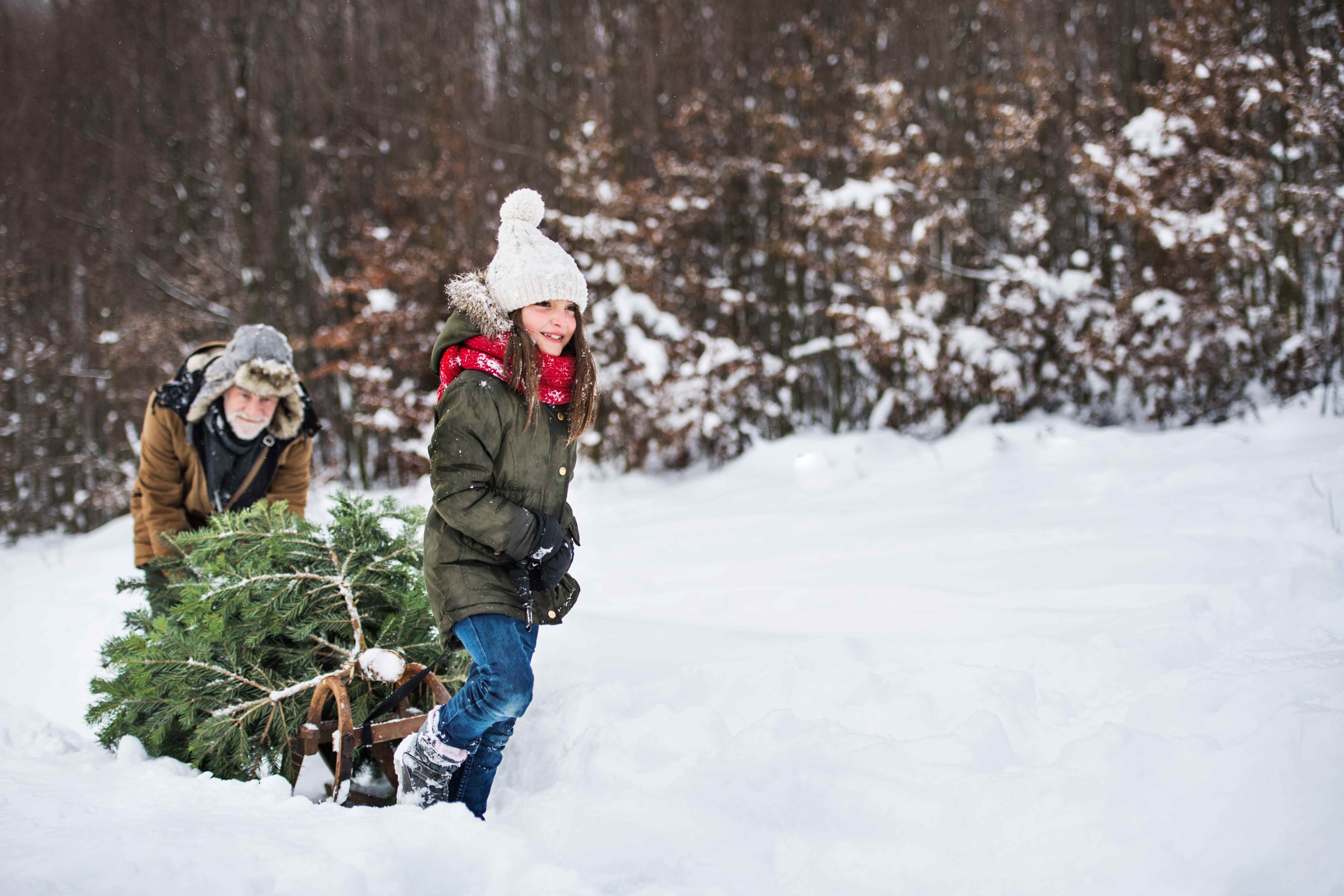 Harvesting a Christmas Tree