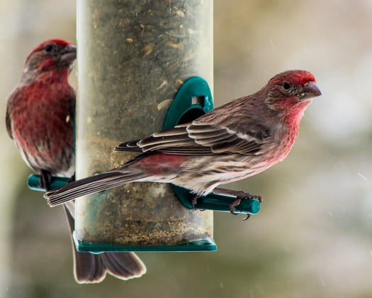 House finch