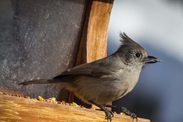 Feeders-may-allow-you-to-identify-birds-that-may-not-be-commonly-seen,-like-this-juniper-titmouse-600x400