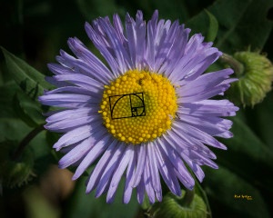 Fibonacci Showy Daisy