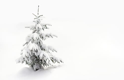 Fir Tree Covered in Snow