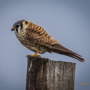 Flashy-Falcons-300x300