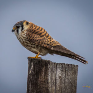 American Kestrel Falcon Colorado