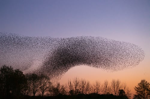 Flock of starlings migrating in the evening hours of the day.
