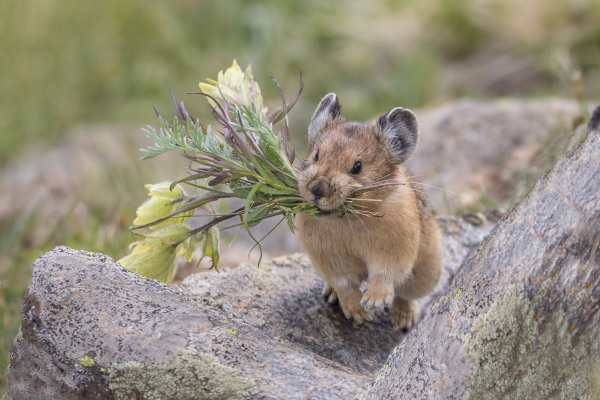 Flower-Power---Pika-with-clipped-off-flowers-600x400