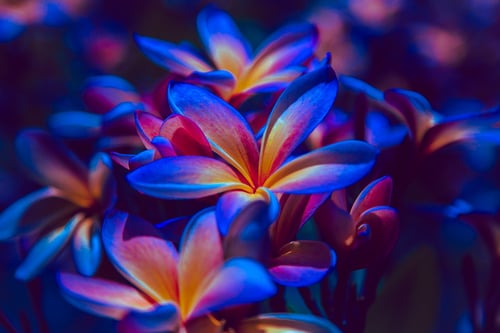 Flowers with UV Light Vision
