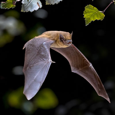 Flying bat iin natural forest background_400x400