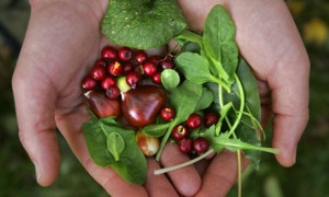 Food Foraging in Colorado What to avoid